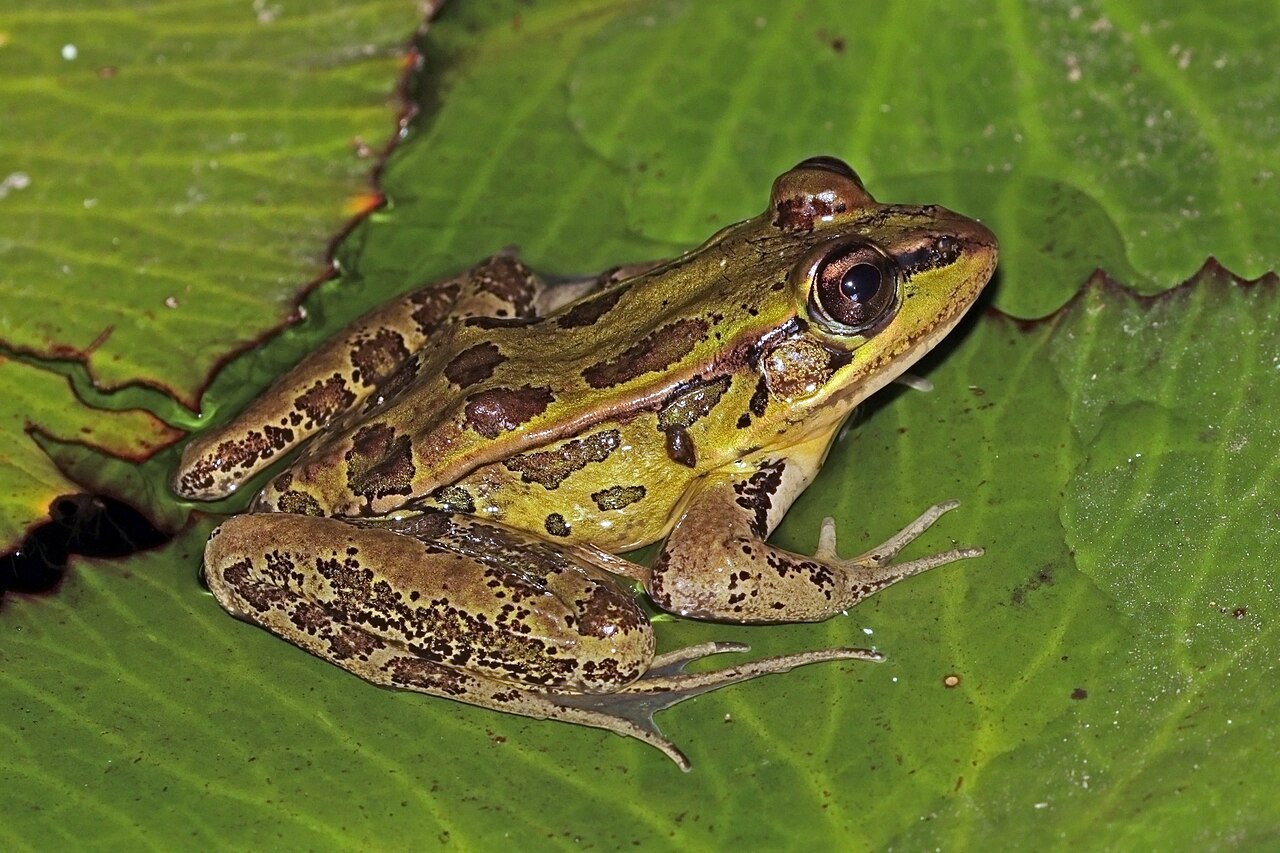 What Do Northern Leopard Frogs Eat?