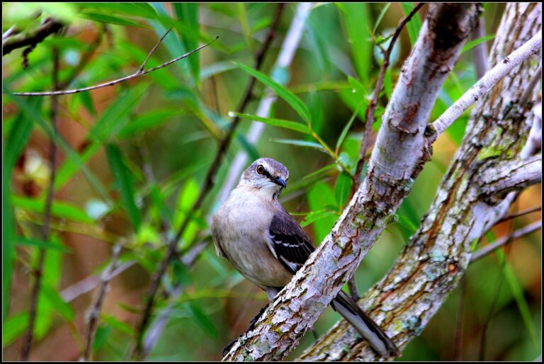 Northern Mockingbird Sound: The Three-Repeat Rule Explained