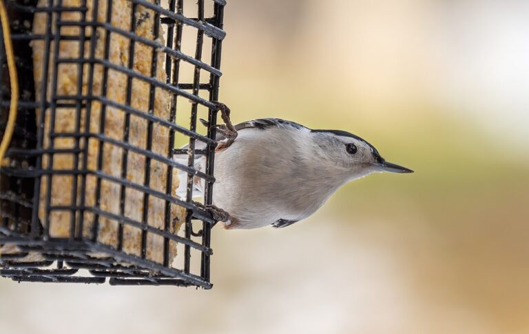 Nuthatch Sound: 6 Calls You Hear and What Each One Means