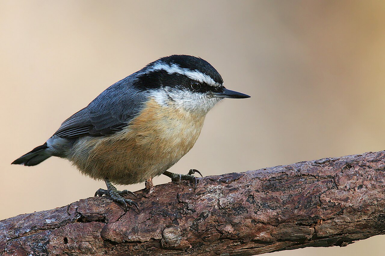White-Breasted Nuthatch Sounds