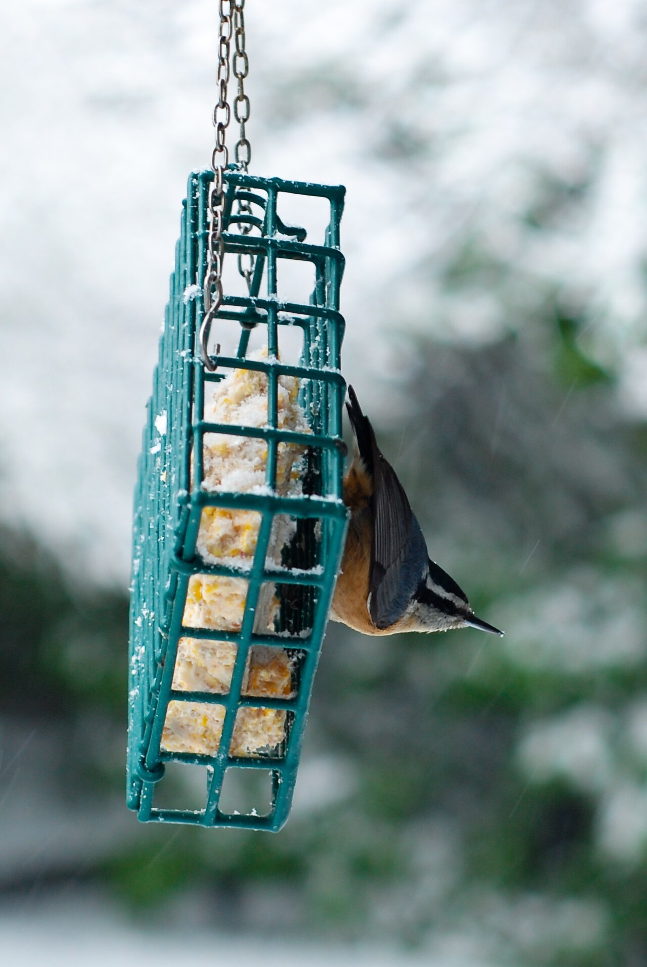 Red-Breasted Nuthatch Call