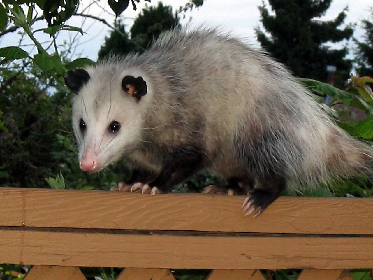 Opossum Sounds: Hisses, Clicks, and the Bluff Behind Them