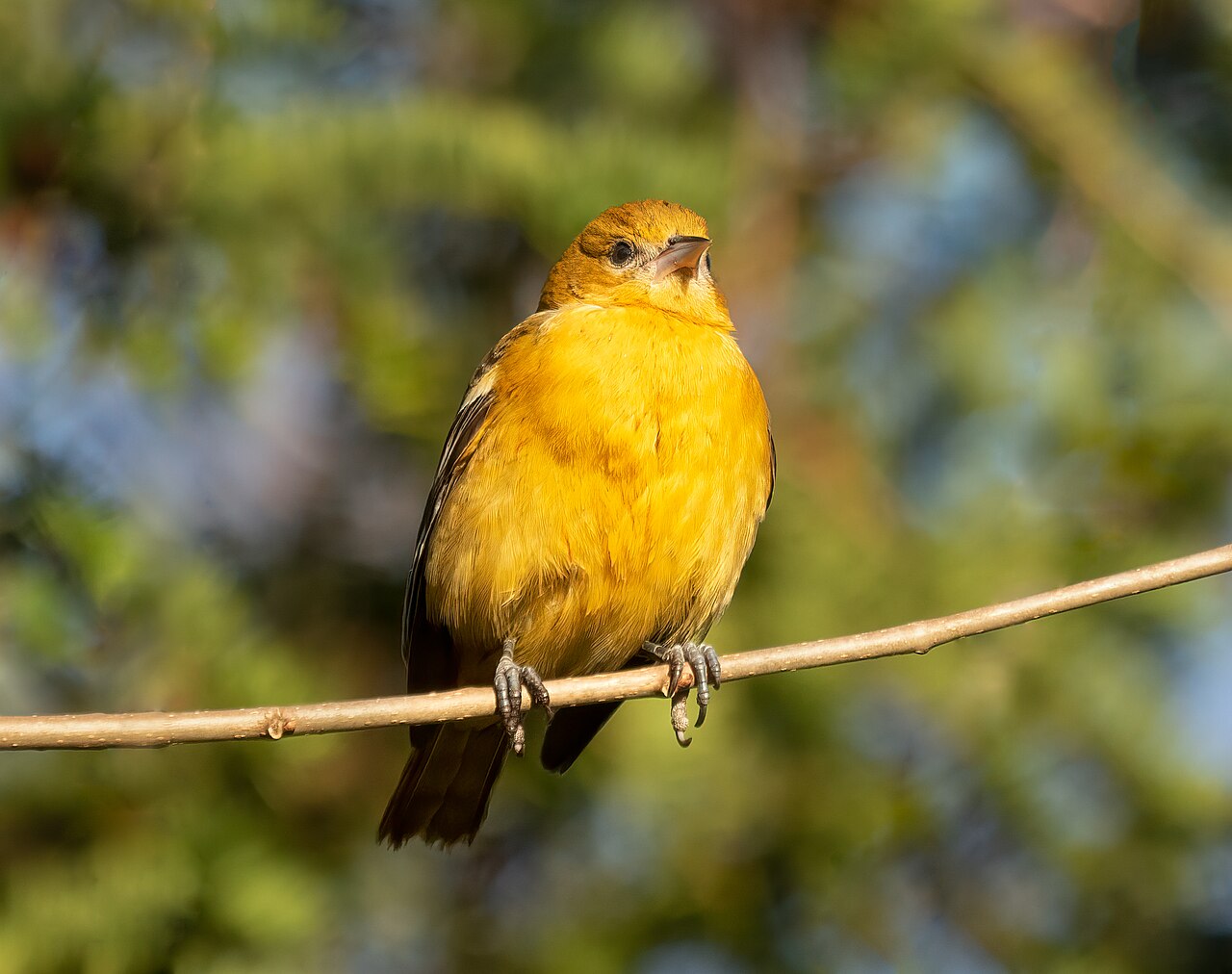 Baltimore Oriole