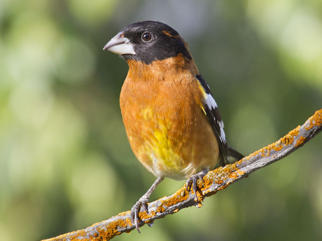 Bullock's Oriole