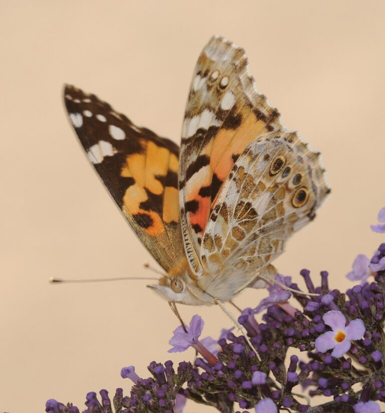 Orange Butterfly Meaning: Symbolism and Visits