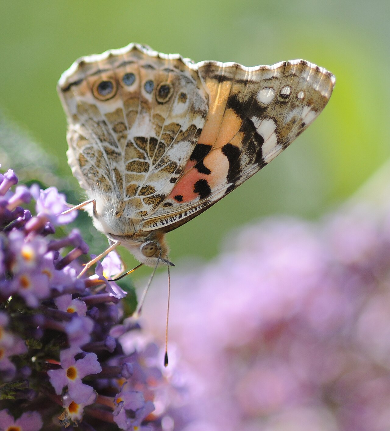 Does an Orange Butterfly Mean a Loved One Is Near?