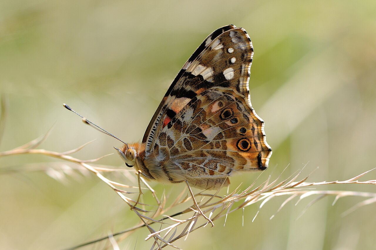 What Does an Orange Butterfly Mean in Christianity?