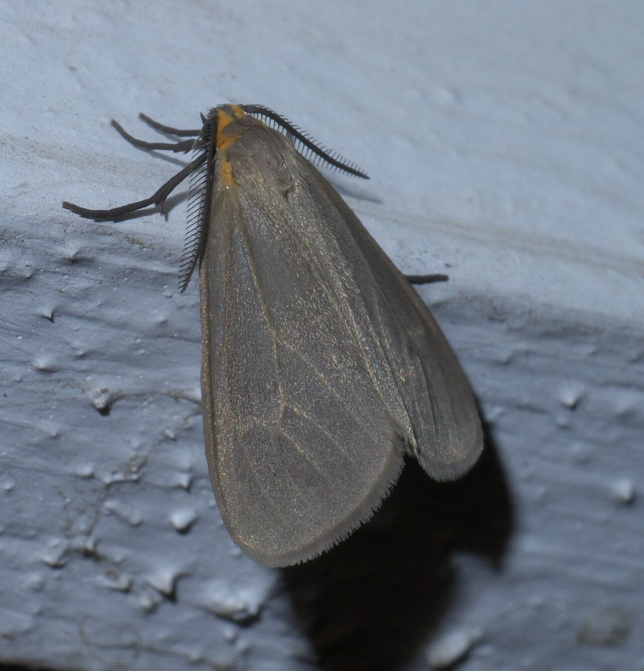 Milkweed Tussock Moth Caterpillars