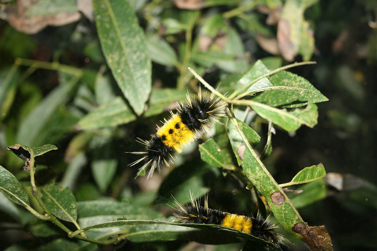 Woolly Bear Caterpillars With Orange Bands