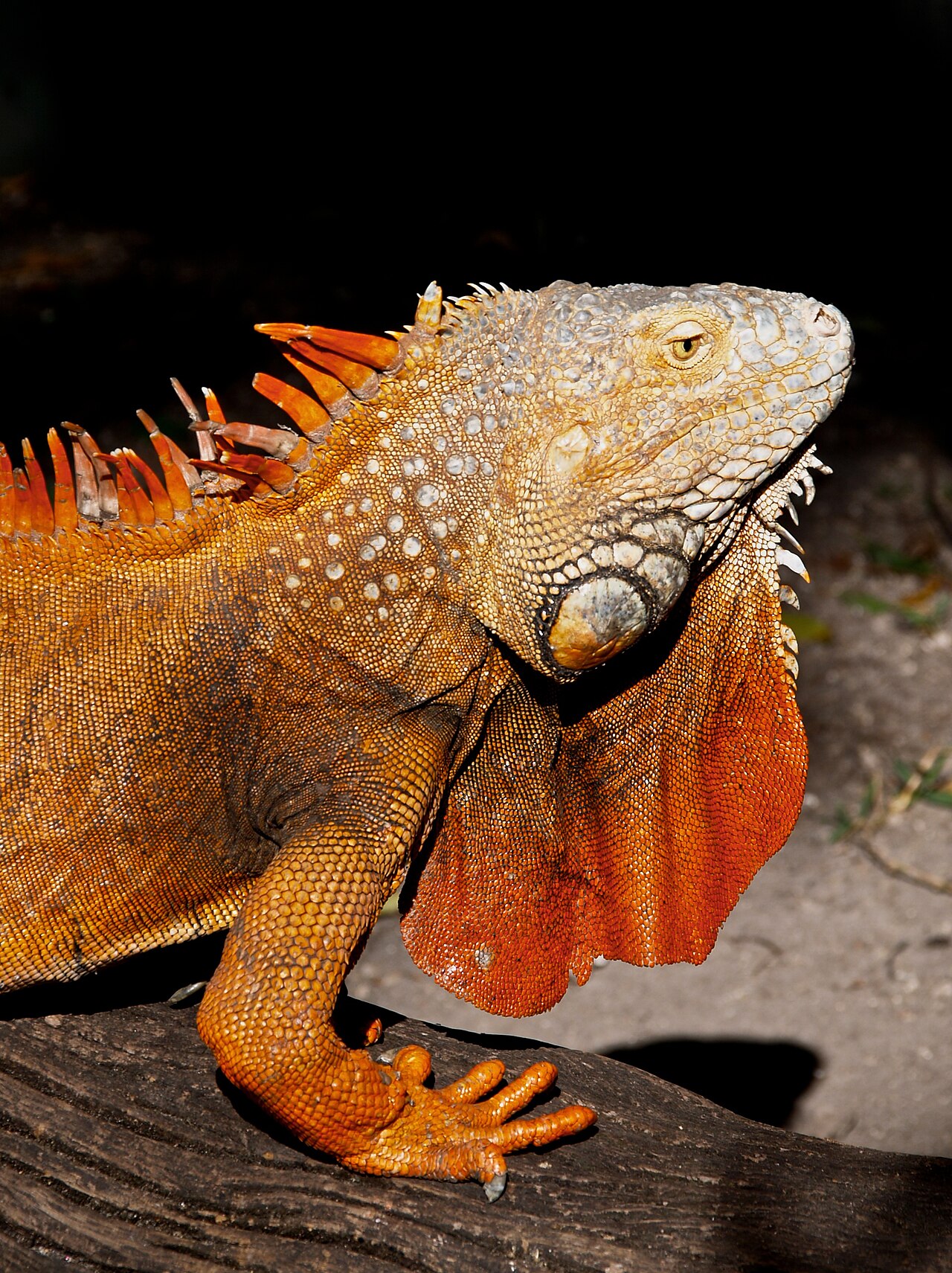Orange Iguana: Why They Turn Orange and What Morphs Cost