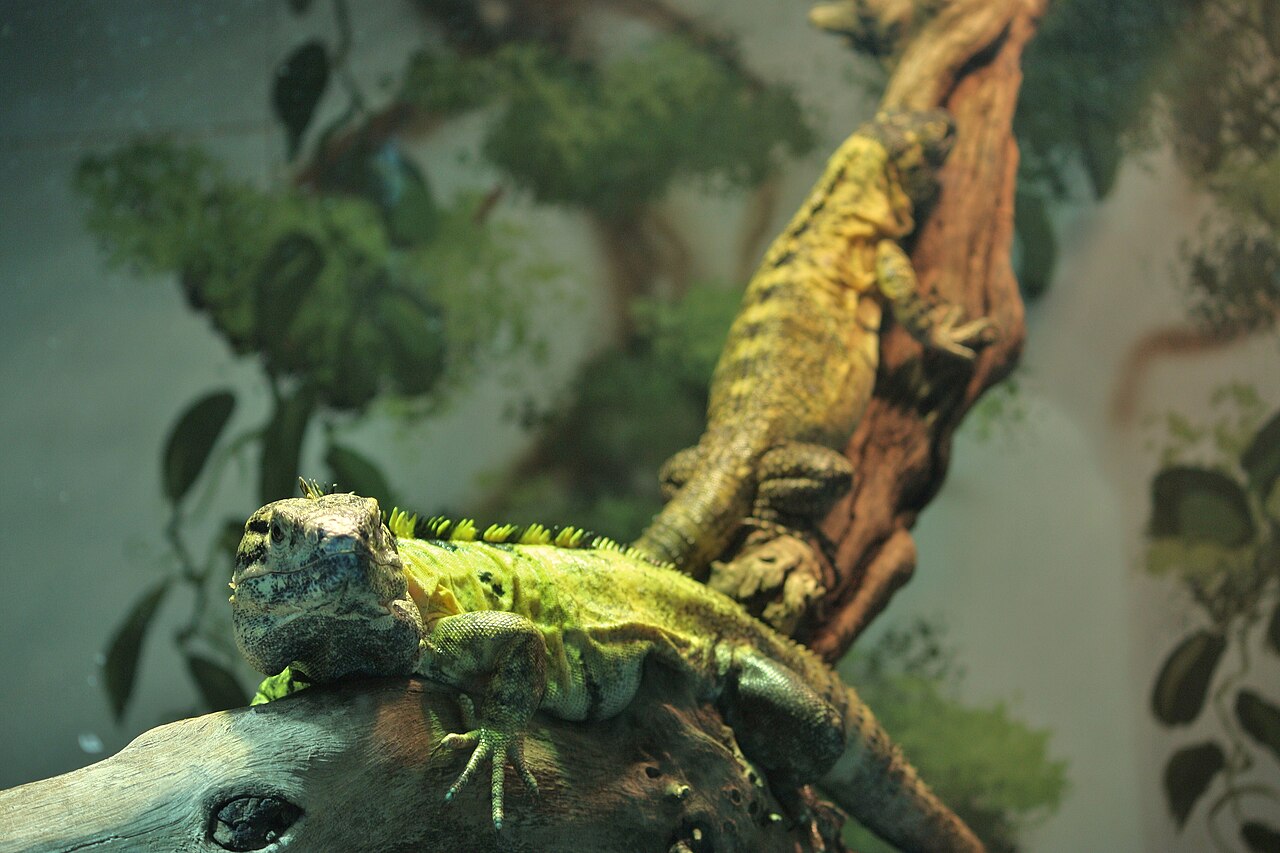 Why Do Florida Iguanas Turn Orange?