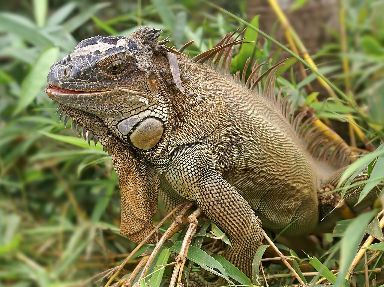 Red and Orange Morphs Bred in Captivity