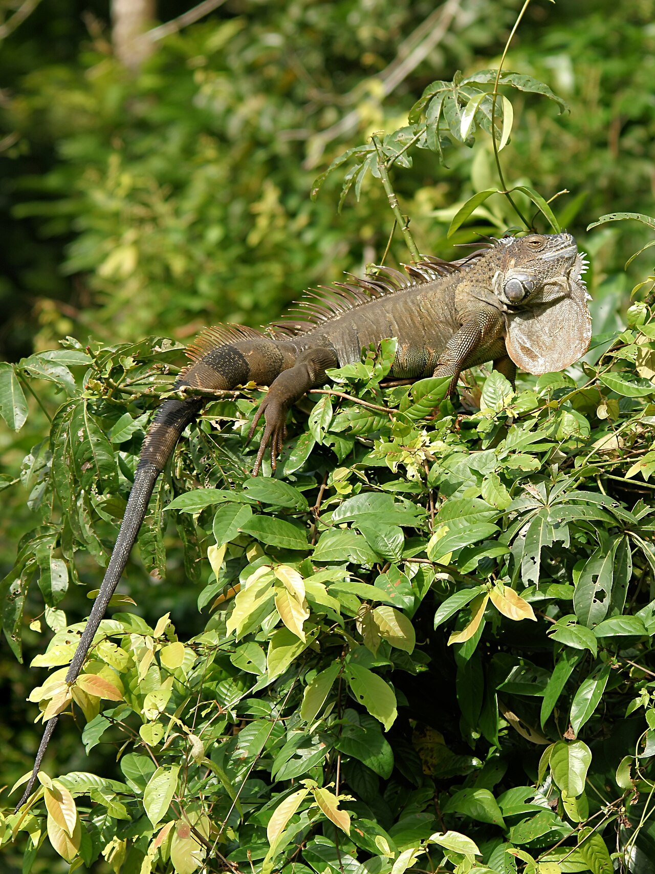How Much Do Orange Iguanas Cost?