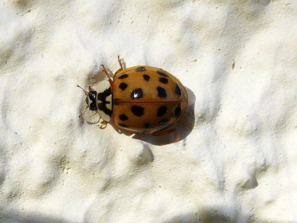 Orange Ladybug Meaning: Symbolism and the Real Species