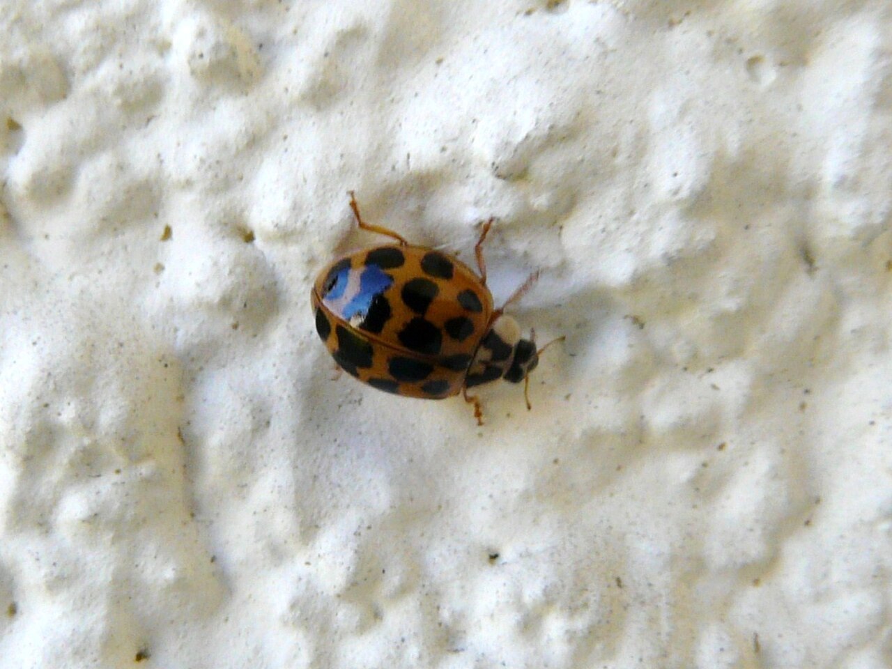 Are Orange Ladybugs Lucky?
