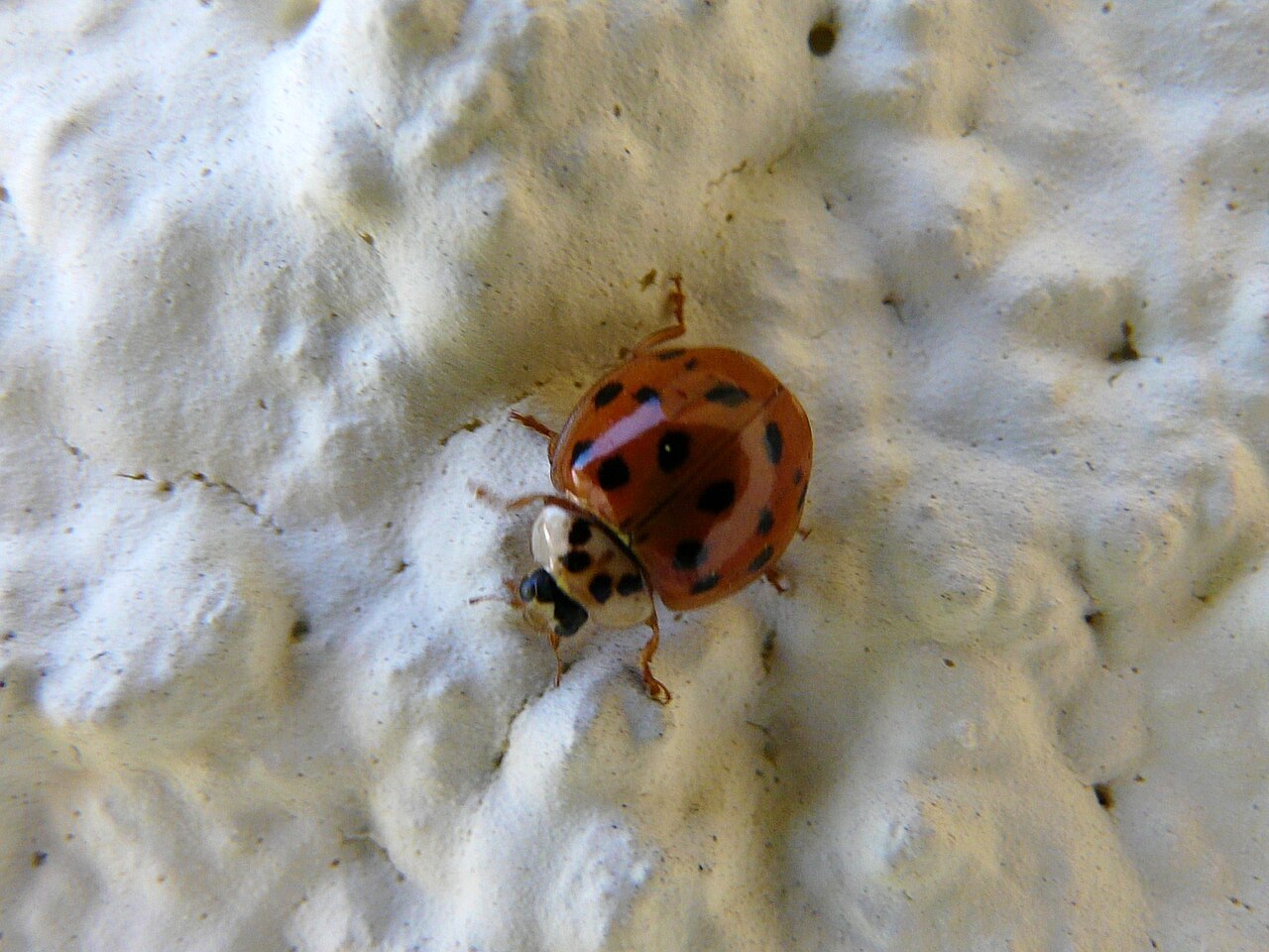 Is an Orange Ladybug Rare?