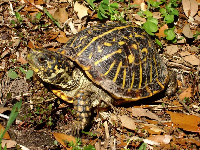 Ornate Box Turtle: Identification, Range, and Legal Status
