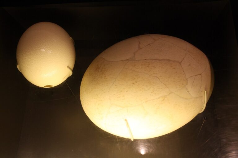 Ostrich Egg: Size, Taste, Price, and How to Open One