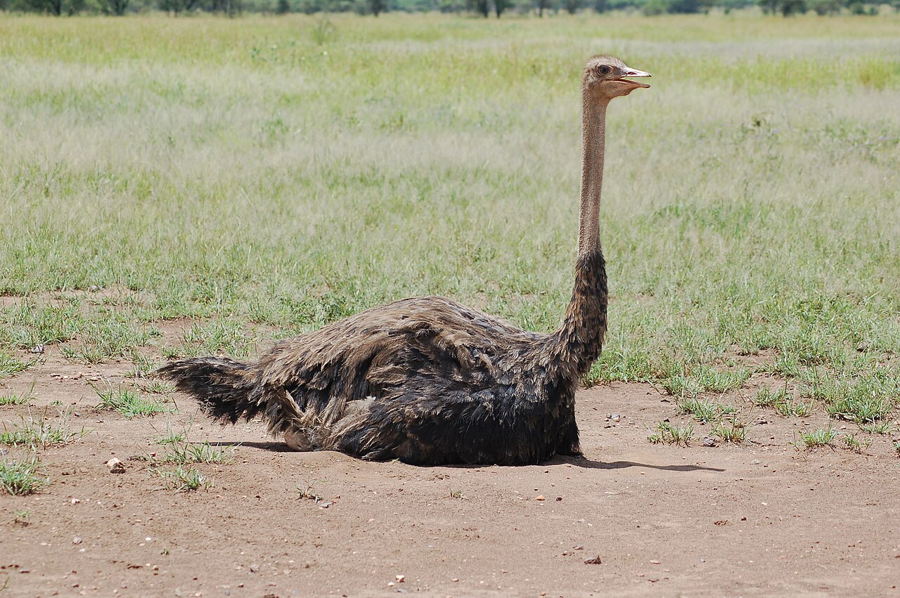 Can You Eat an Ostrich Egg?