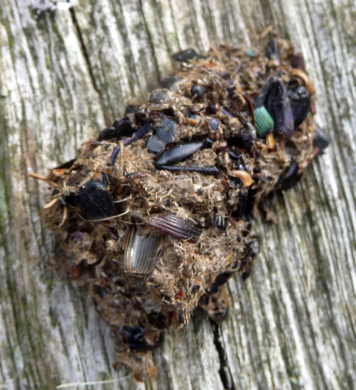 Owl Pellets vs Owl Poop: What You Found Under the Tree