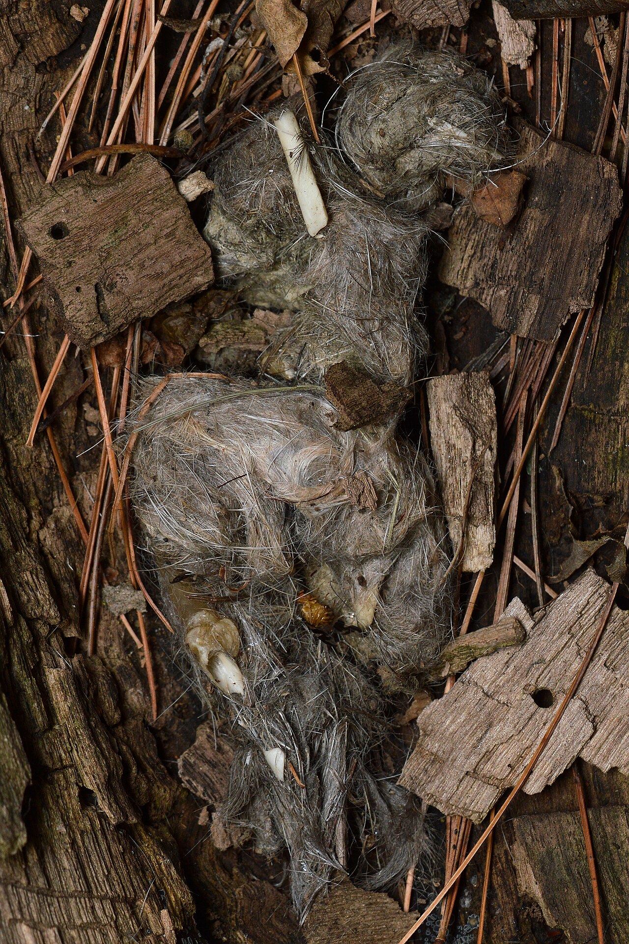 Reading a Roost Site