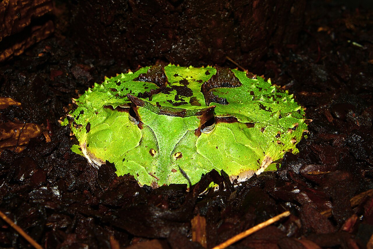 What Is a Pacman Frog's Favorite Food?