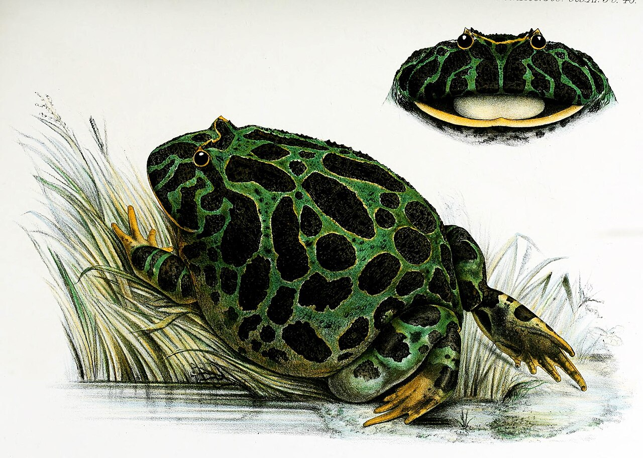 Pacman Frog Size: 6.5 Inches for Females, Half That for Males