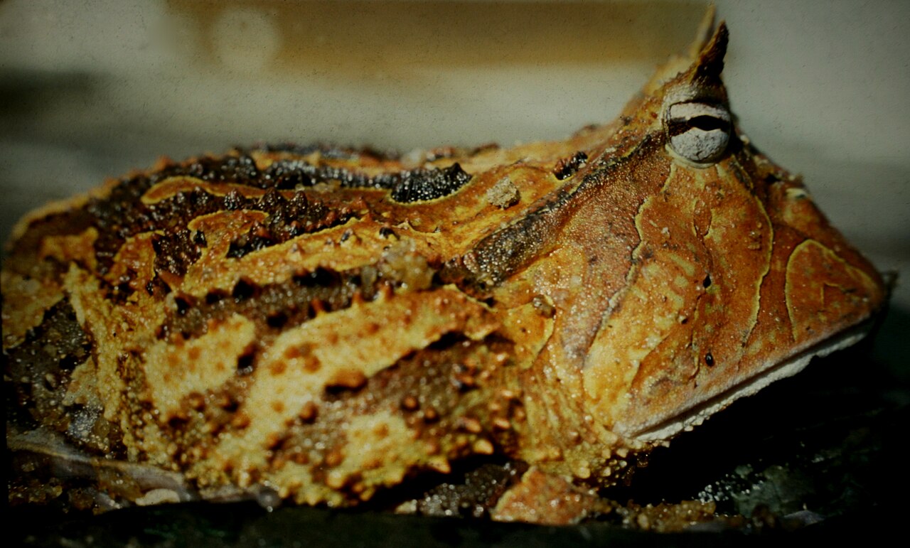 Baby Pacman Frog Size and Growth Timeline