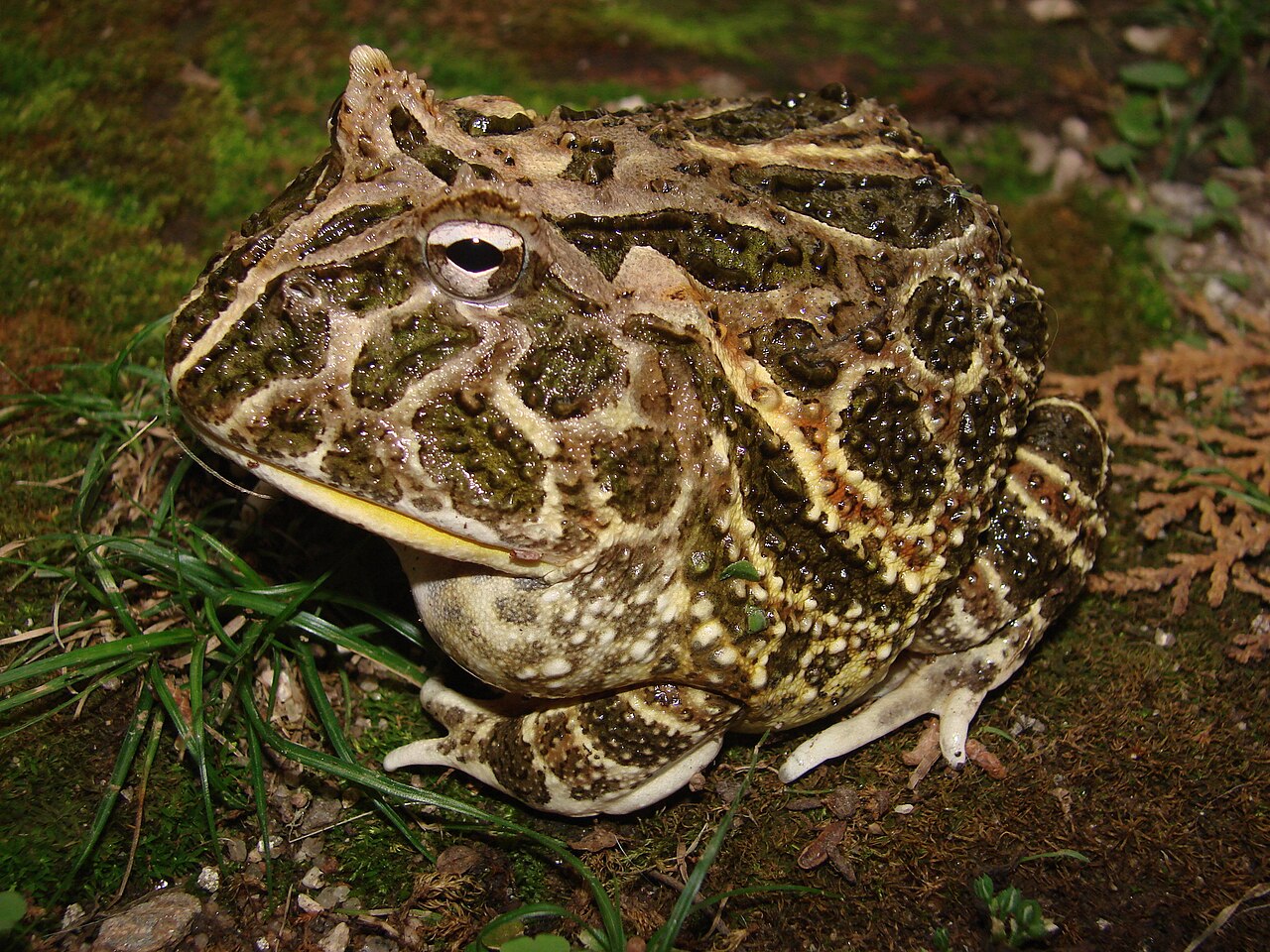Why Are Female Pacman Frogs So Much Bigger?