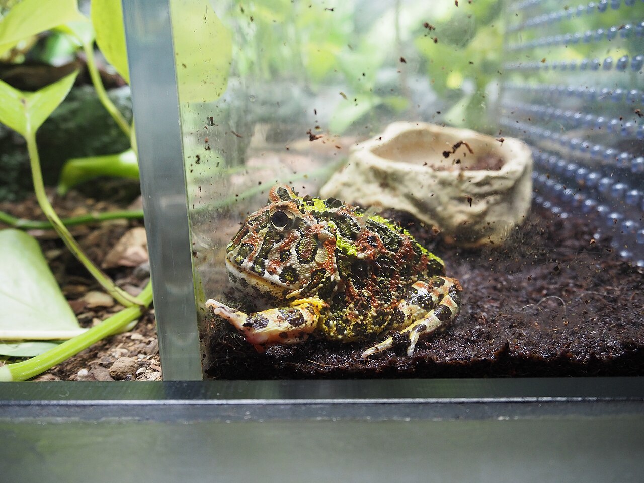 How Big of a Tank Does a Pacman Frog Need?