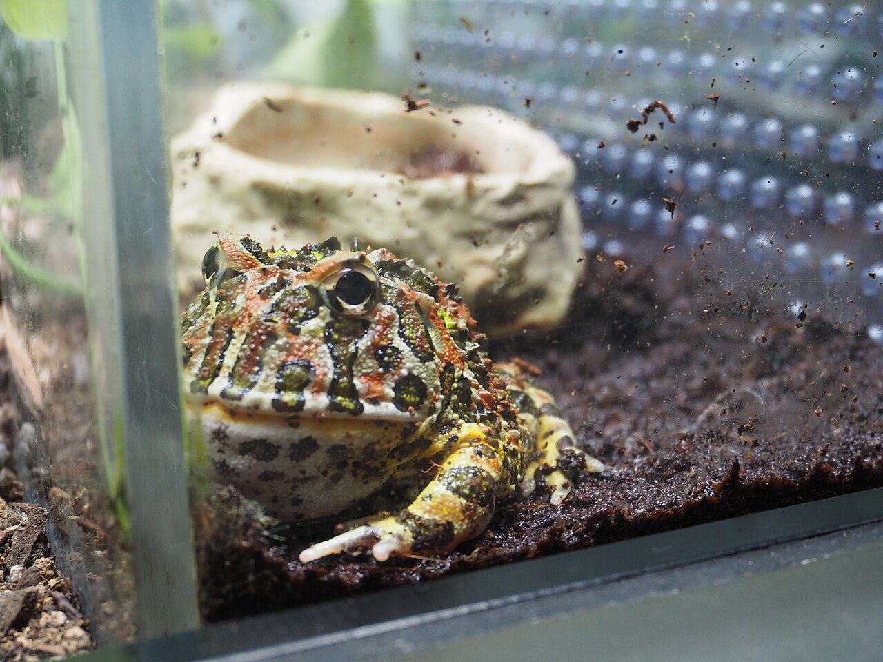 Can I Put Two Pacman Frogs in One Tank?