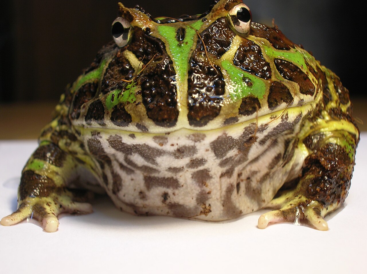 Pacman Frog Teeth: 3 Structures in That Mouth and How Hard They Bite