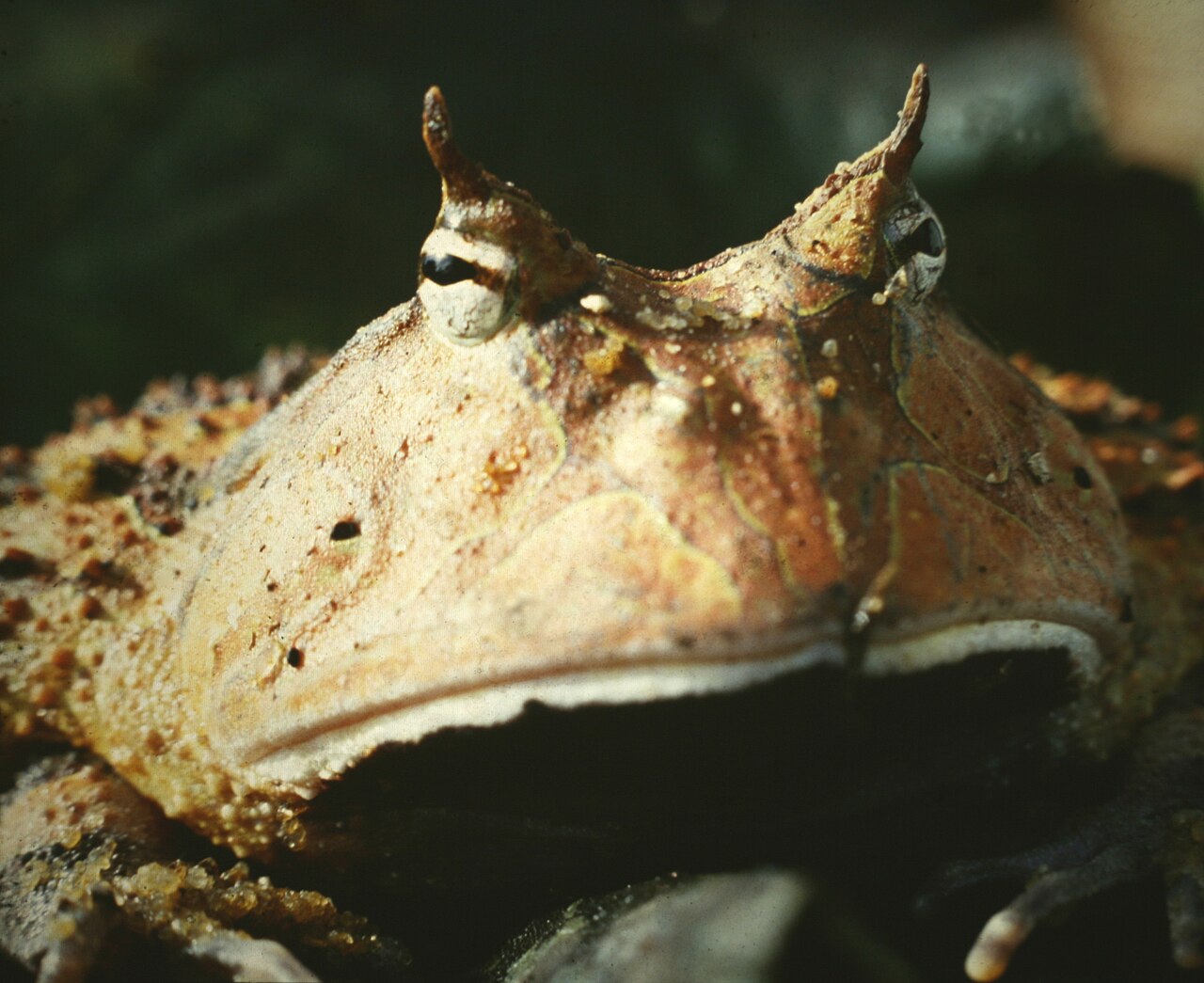 What Is the Bite Force of a Pacman Frog?