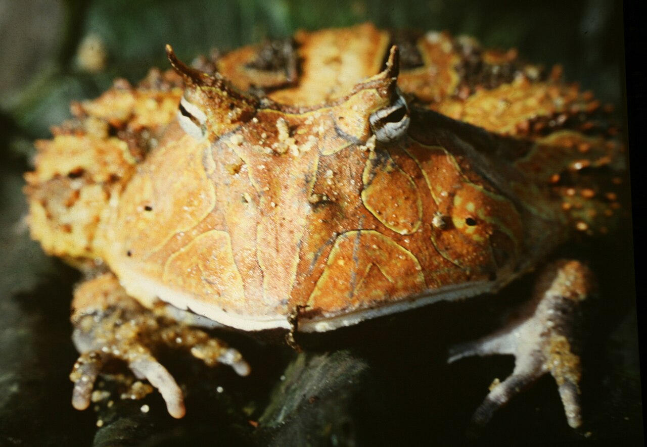How Many Teeth Do Pacman Frogs Have?