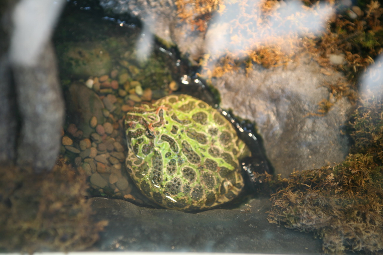 Do Pacman Frog Bites Hurt?