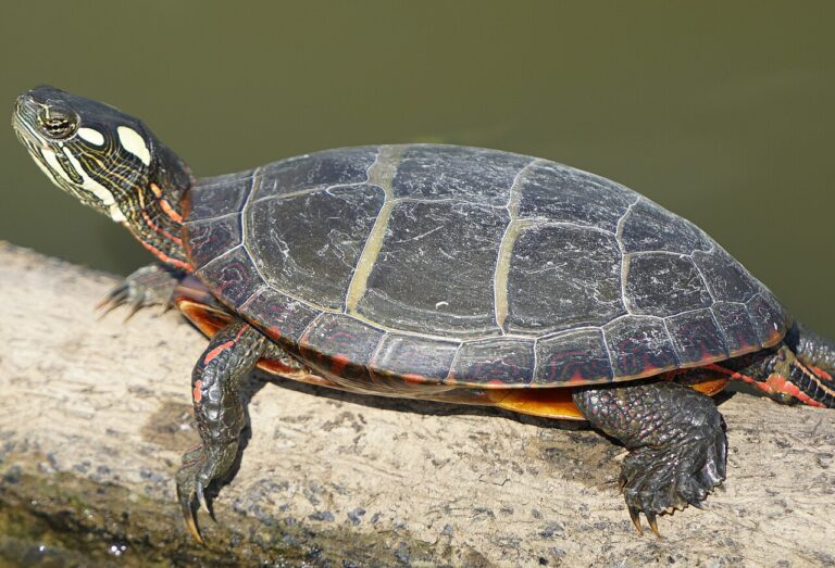 Painted Turtle Lifespan: 20 to 30 Years Wild, 50 With Luck