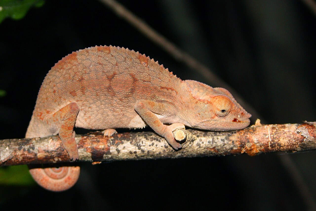Panther Chameleon Care: Size, Locales, Cost and Setup That Works