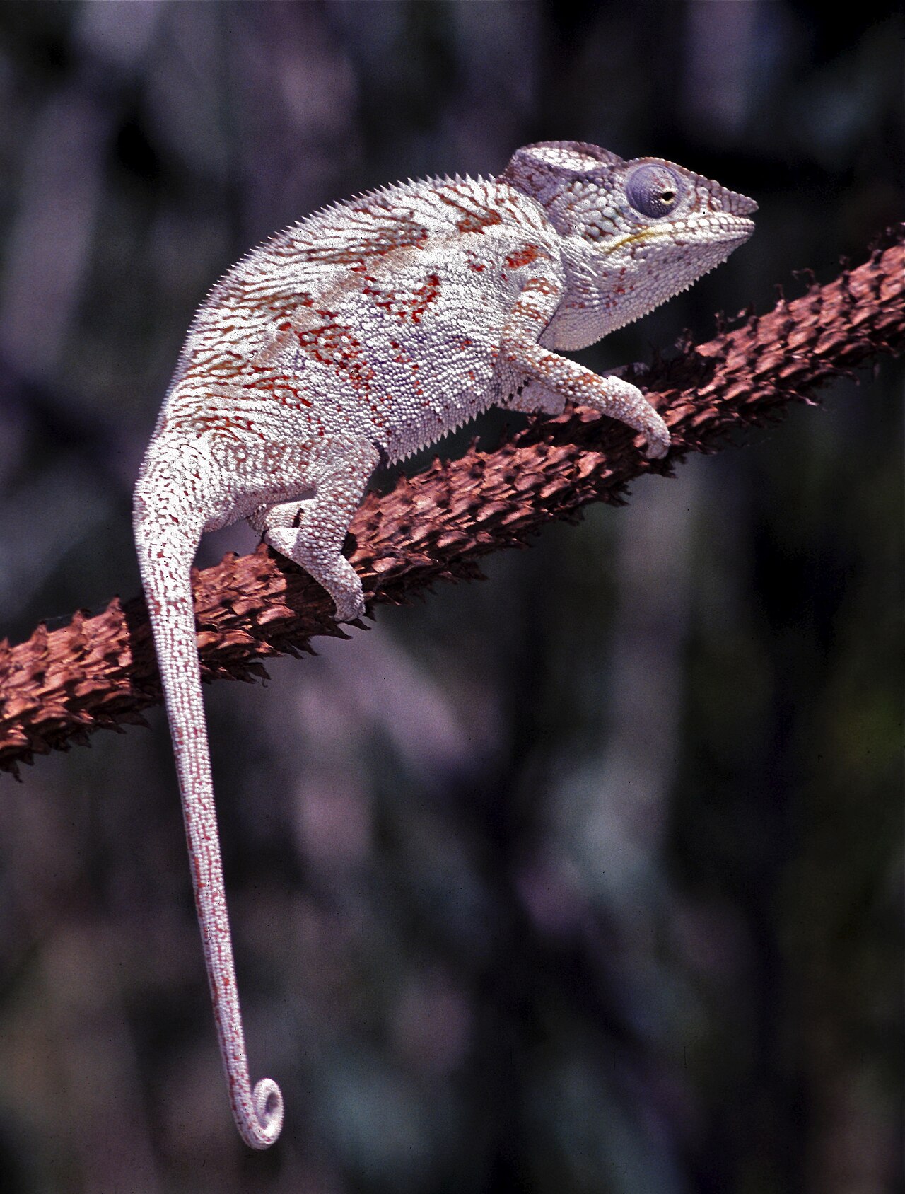 How Big Do Panther Chameleons Grow?