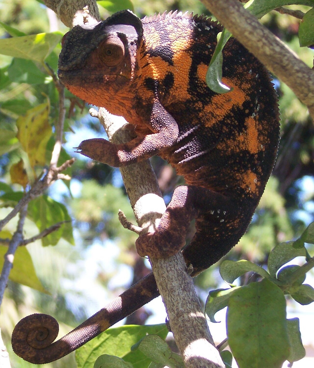 Panther Chameleon Locales and Color