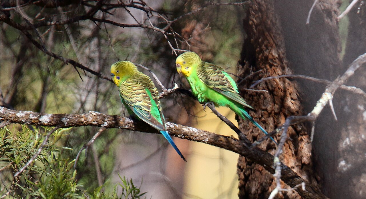 Parakeet: Care, Cage, Diet, and What to Expect