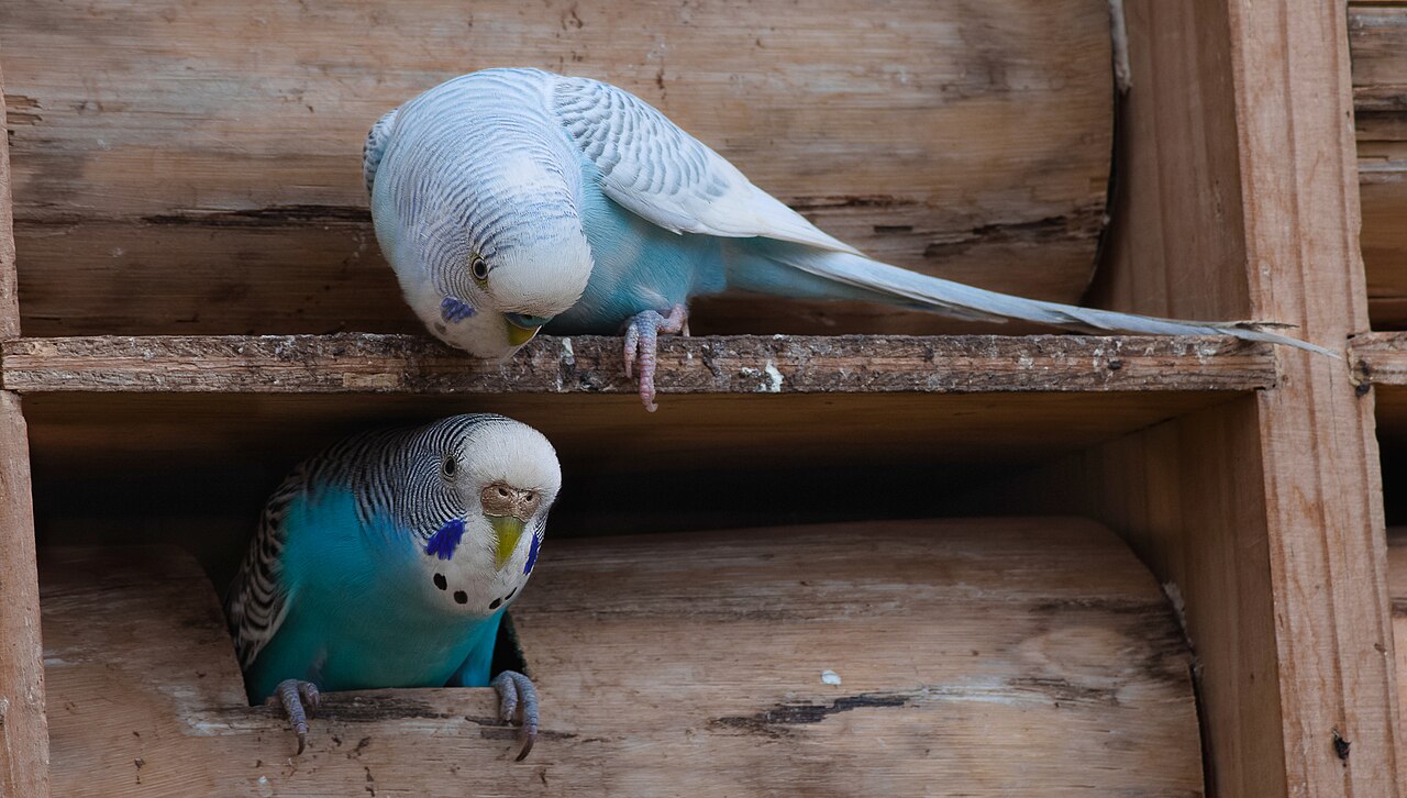 Is a Parakeet a Good Pet?
