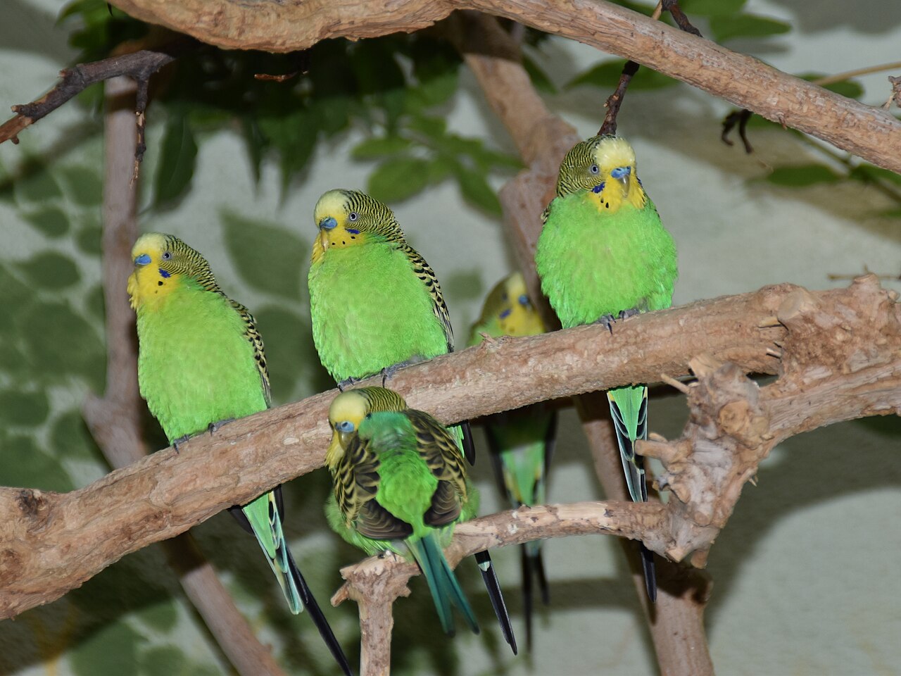 Should You Get One Parakeet or Two?