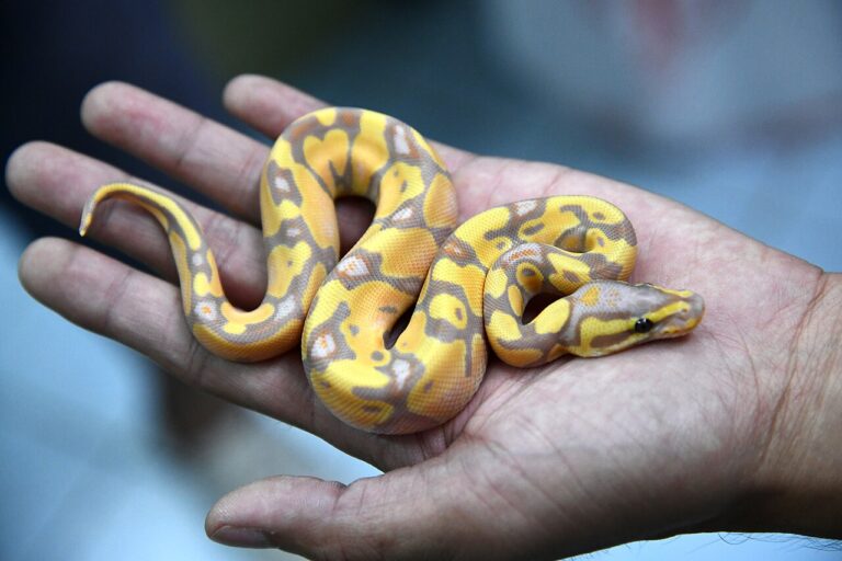Pastel Ball Python: Cost, Size and Care of the Morph Behind Everything