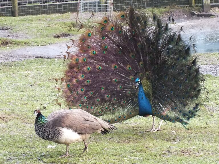Peacock Sounds: Why Peafowl Scream and What Each Call Means