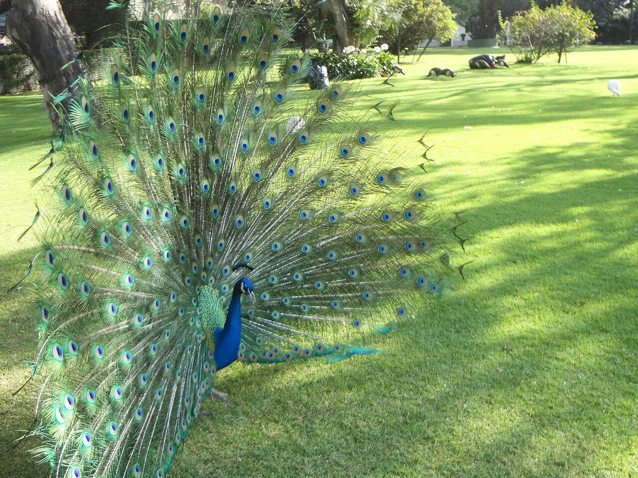 The May-Awe Call: The Peacock's Signature Scream