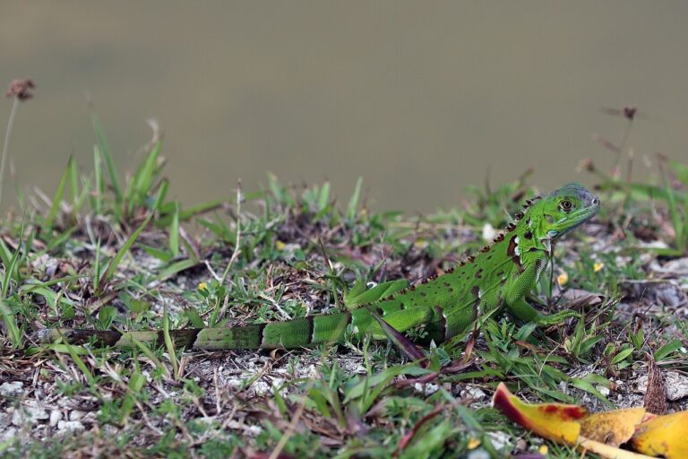 Pet Iguana: Real Cost, Size and Care Before You Buy