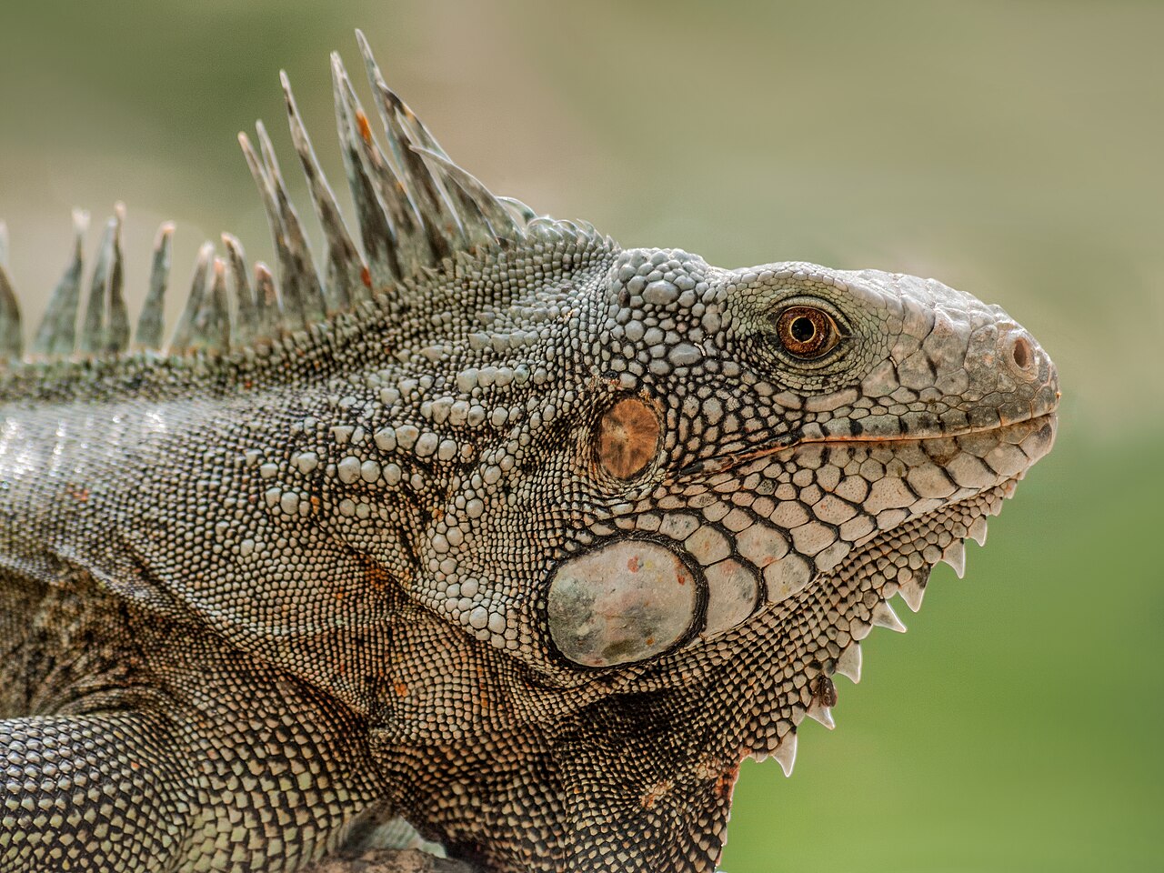 How Much Does a Pet Iguana Cost?