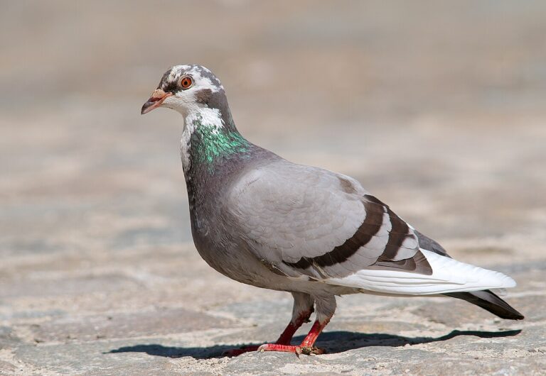Pigeon Sounds: What the Cooing Actually Means