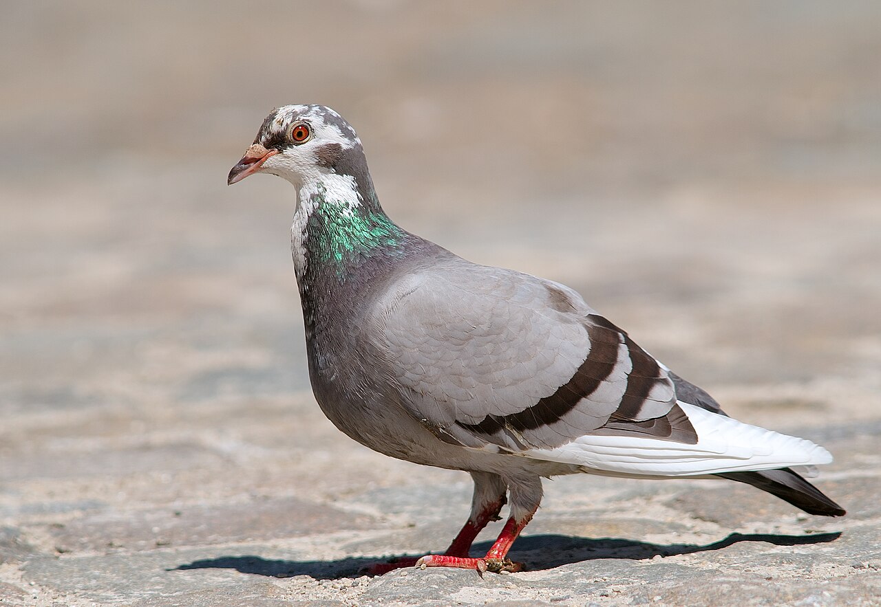 Pigeon Sounds: What the Cooing Actually Means