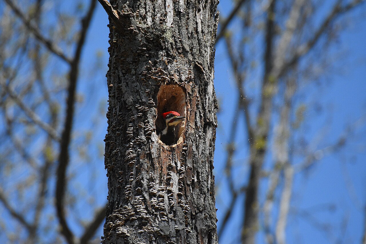 Pileated Woodpecker Sound: 4 Calls and What Each Means